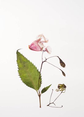 Kurutulmuş Himalaya Balsam sulak çiçekler için