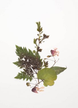 Kurutulmuş bitki balsam, anthriscus orman, foalfoot