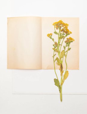 Kurutulmuş bitki tere kağıda eski