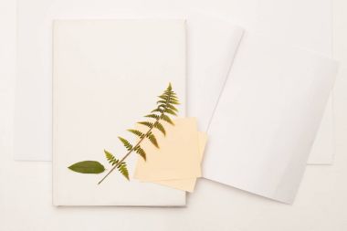 Yabani kiraz ve kitap fern kurutulmuş yaprak