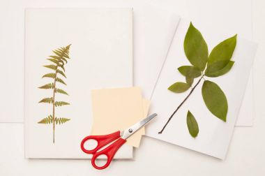 Yabani kiraz ve kitap fern kurutulmuş dal
