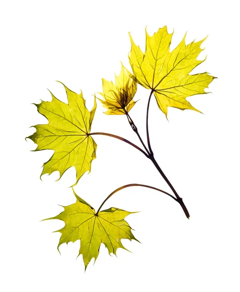 Dried branch of a young maple for a herbarium — Stock Photo, Image