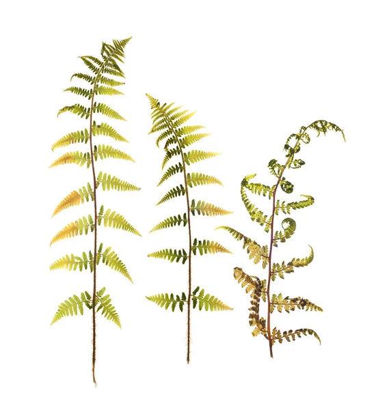 シダ植物標本の乾燥葉 — ストック写真