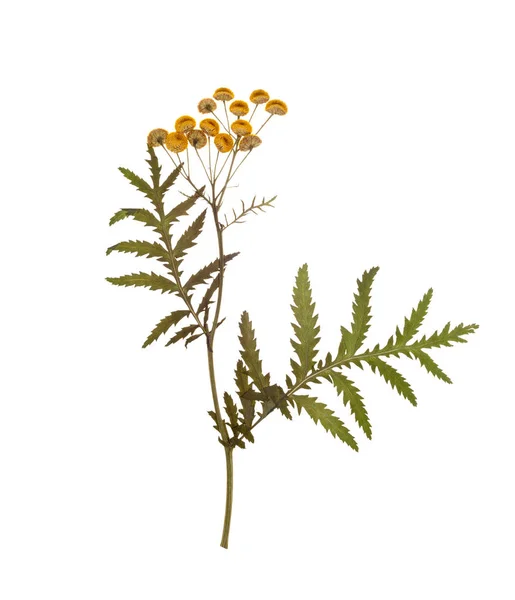 Um raminho seco de herbário flor tansy — Fotografia de Stock