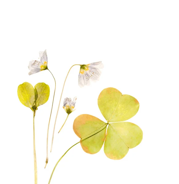 Acedera seca, común con flores para herbario — Foto de Stock