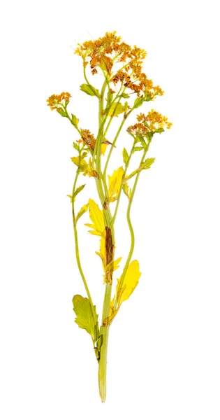 Szárított növényi zsázsa for a herbárium — Stock Fotó