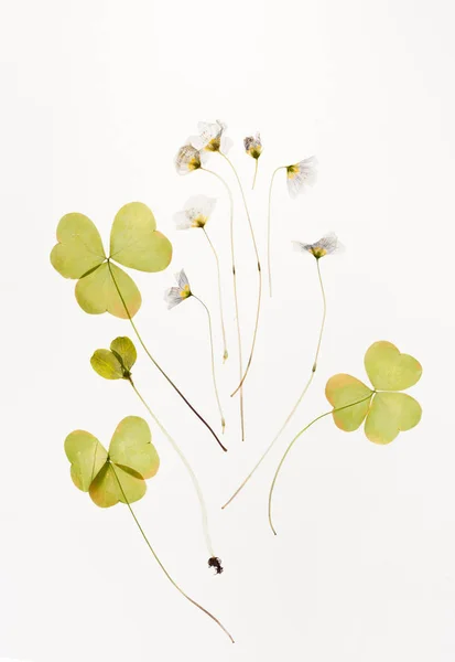 Getrockneter Sauerampfer, gemeinsam mit Blumen für das Herbarium — Stockfoto