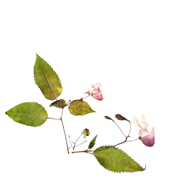 말린된 히말라야 봉 선화 꽃과 표 본관에 대 한 — 스톡 사진