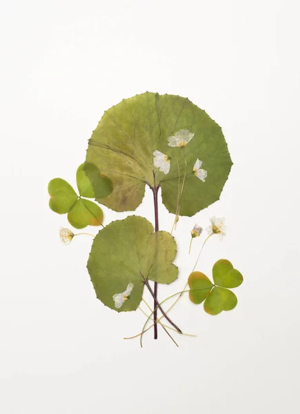 Sorrel seco com flores, folhas de coltsfoot — Fotografia de Stock