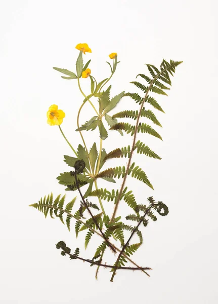 Sušené pryskyřník, ranunculus květy a listy kapradí — Stock fotografie