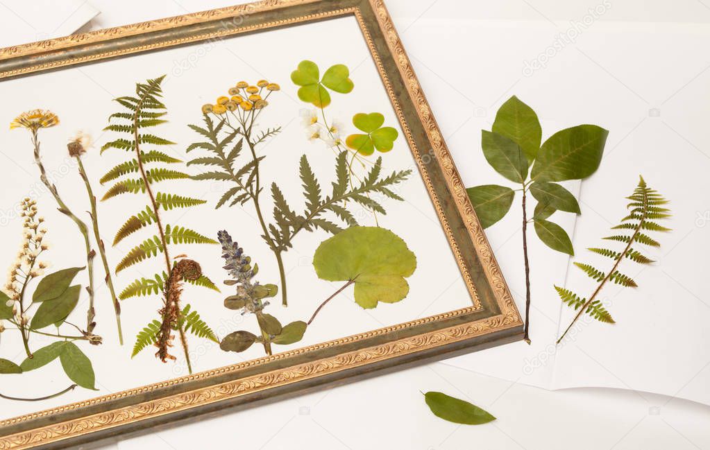Dried forest plants for herbarium in frame