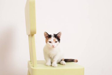 Yüksek sandalyede oturan beyaz yavru kedi