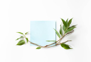 Yaprak ve dal üzerinde beyaz yeşil yaprakları ile