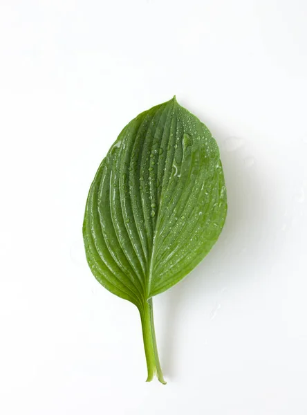 白い背景に滴付いた緑色の葉 — ストック写真