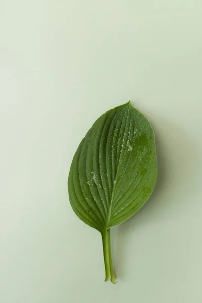 Hoja verde con gotas sobre fondo verde — Foto de Stock