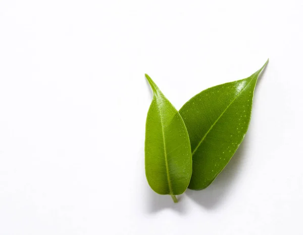 Dos hojas tropicales verdes sobre un fondo blanco — Foto de Stock