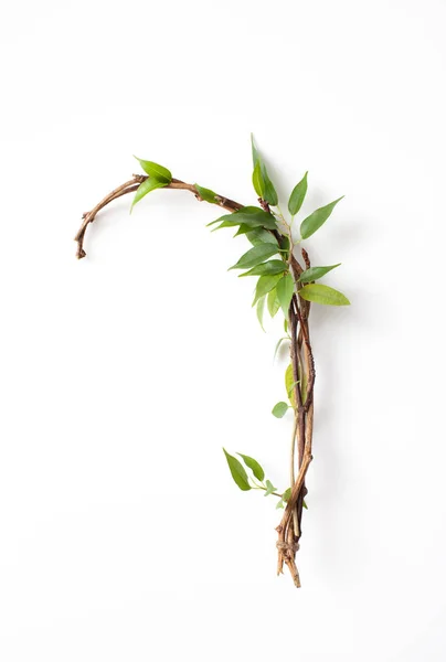 Ramitas retorcidas con hojas verdes sobre fondo blanco — Foto de Stock
