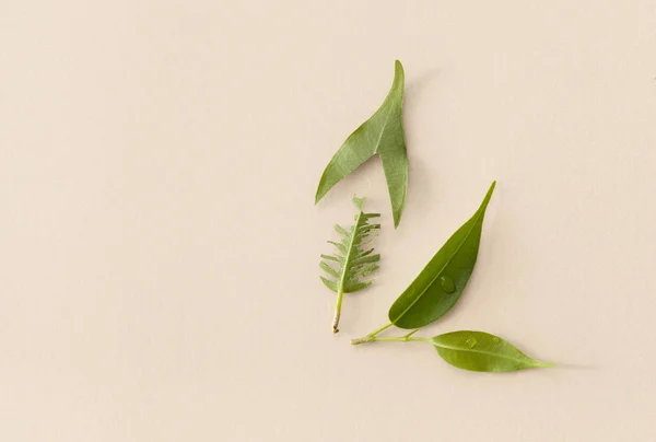 Hoja verde estropeada sobre un fondo beige — Foto de Stock