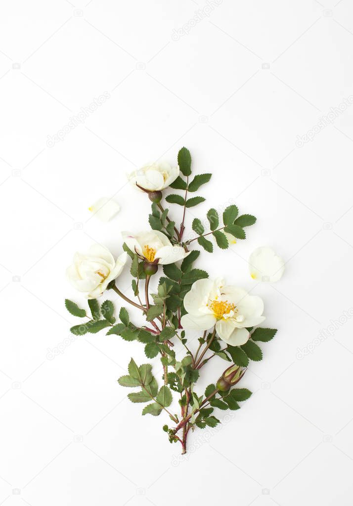 Sprig of tea light rose with green leaves on white