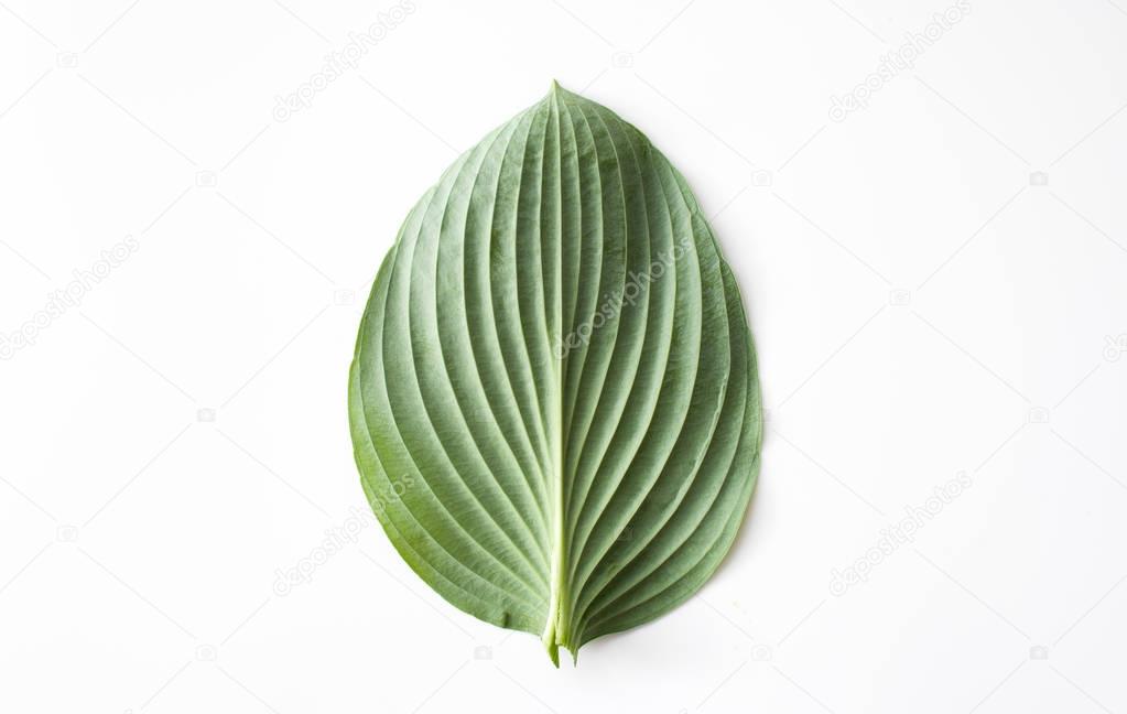 Green leaf on a white background
