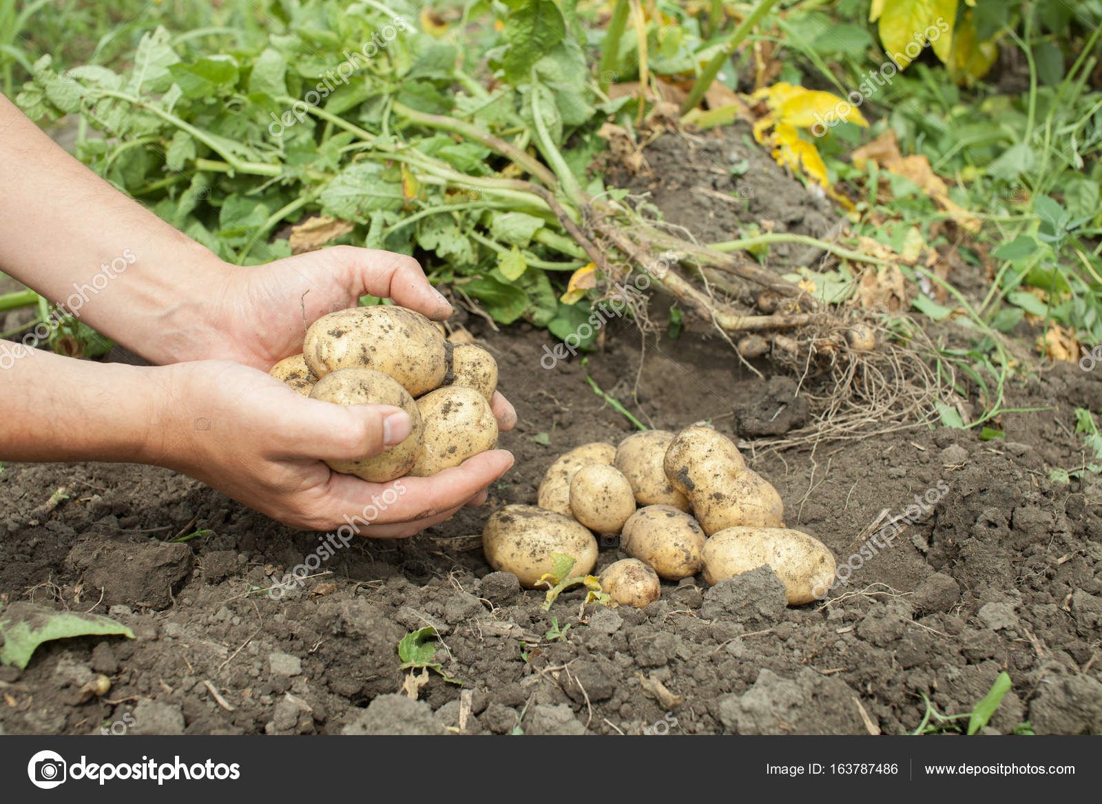 Frutos de la patata en las
