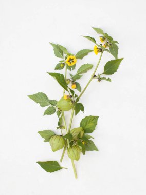 Physalis dal çiçek ve meyve üzerinde beyaz ile