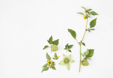 Physalis dal çiçek ve meyve üzerinde beyaz ile