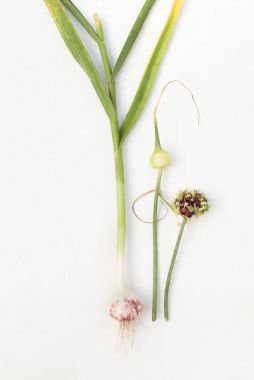 Sarımsak ve sarımsak tohum beyaz bitki üzerinde 