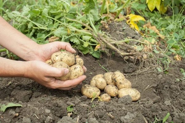 Плоды картофеля в руках в саду — стоковое фото