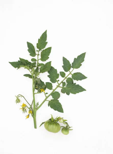 Ramita de flores de tomate y tomates verdes sobre blanco — Foto de Stock