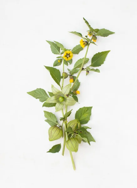 Ramita Physalis con flores y frutas en blanco — Foto de Stock