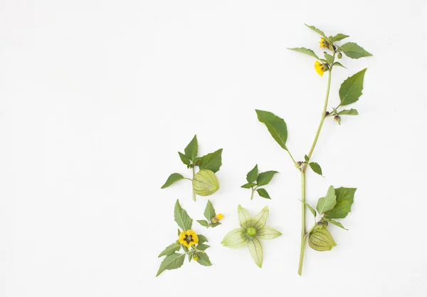 Physalis kvist med blommor och frukter på vit — Stockfoto