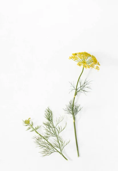Snítku kopru s květy na bílém staré tabulky — Stock fotografie