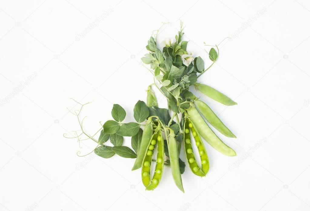 Green peas in pods per plant on white old table