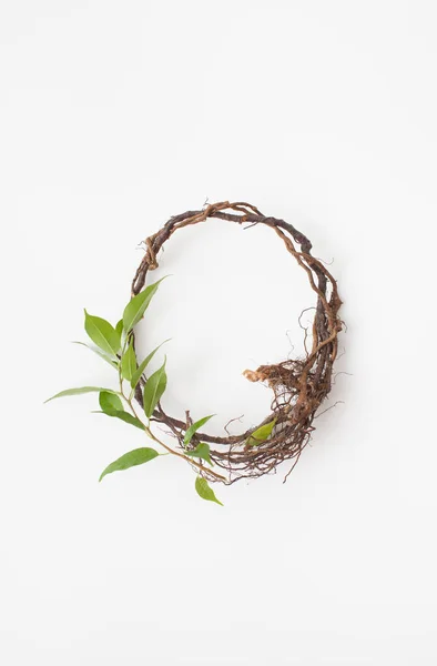 Rama con hojas y raíces en forma de círculo en blanco . — Foto de Stock