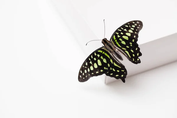 Grüner Schmetterling-Geschenkkarton auf Weiß. Hintergrundbild. — Stockfoto