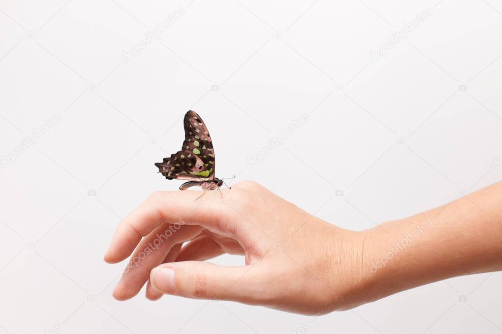 Butterfly with folded wings on the hand on white. Background image.