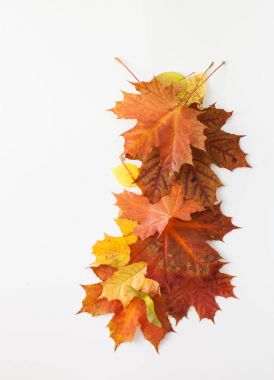 Beyaz arka plan üzerinde yaprak. Metin için yer.