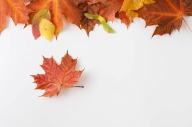 Beyaz arka plan üzerinde yaprak. Metin için yer.