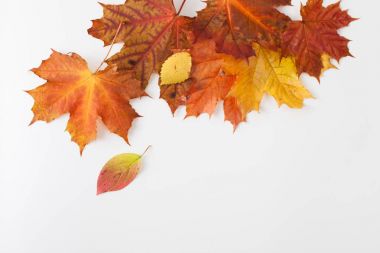 Beyaz arka plan üzerinde yaprak. Metin için yer.