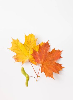 Beyaz arka plan üzerinde yaprak. Metin için yer.