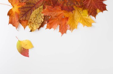 Beyaz arka plan üzerinde yaprak. Metin için yer.