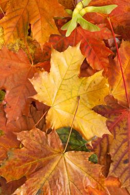 Beyaz arka plan üzerinde yaprak. Metin için yer.