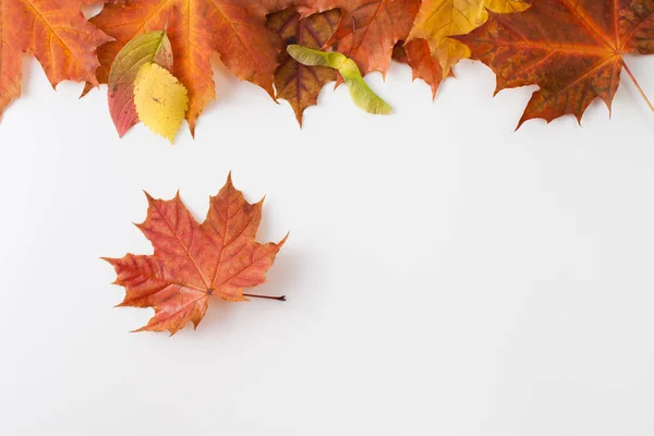 Podzimní listí na bílém pozadí. Místo pro text. — Stock fotografie