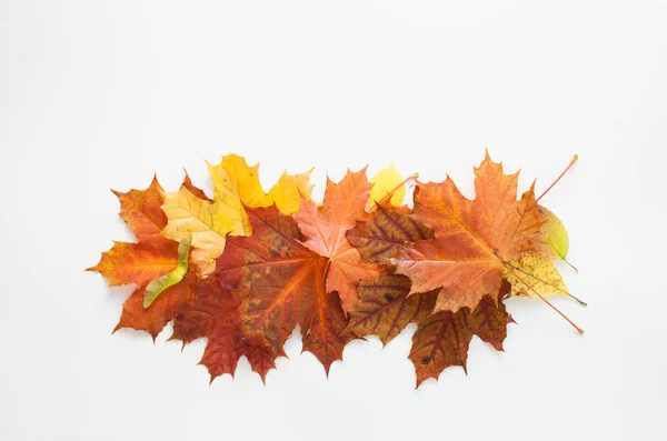 Podzimní listí na bílém pozadí. Místo pro text. — Stock fotografie
