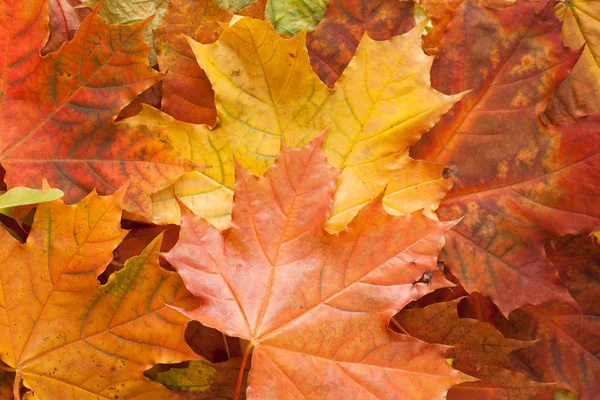 Beyaz arka plan üzerinde yaprak. Metin için yer.