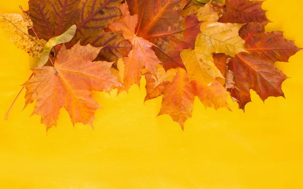 Podzimní listí na žlutém podkladu. Místo pro text. — Stock fotografie