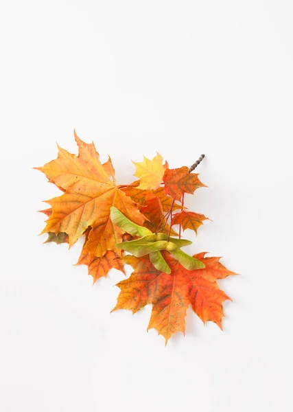 Hojas de otoño sobre fondo blanco. Lugar para el texto . — Foto de Stock