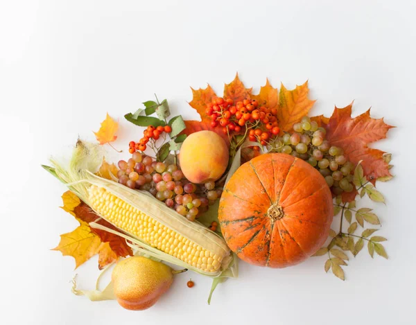 Calabazas, manzanas, maíz, pera, uvas con hojas de otoño y ceniza de montaña — Foto de Stock
