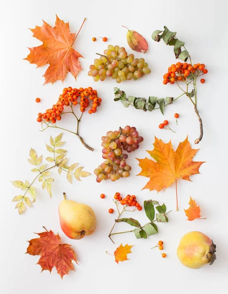 Üzüm, armut ve sonbahar yaprakları Rowan ile beyaz